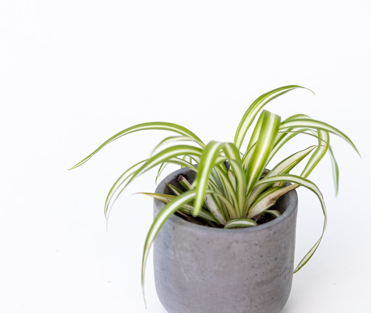 Spider Plant