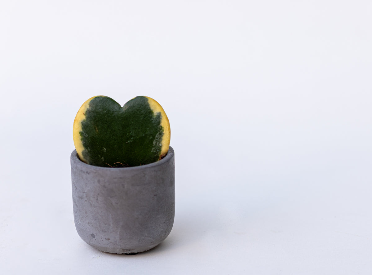 Hoya