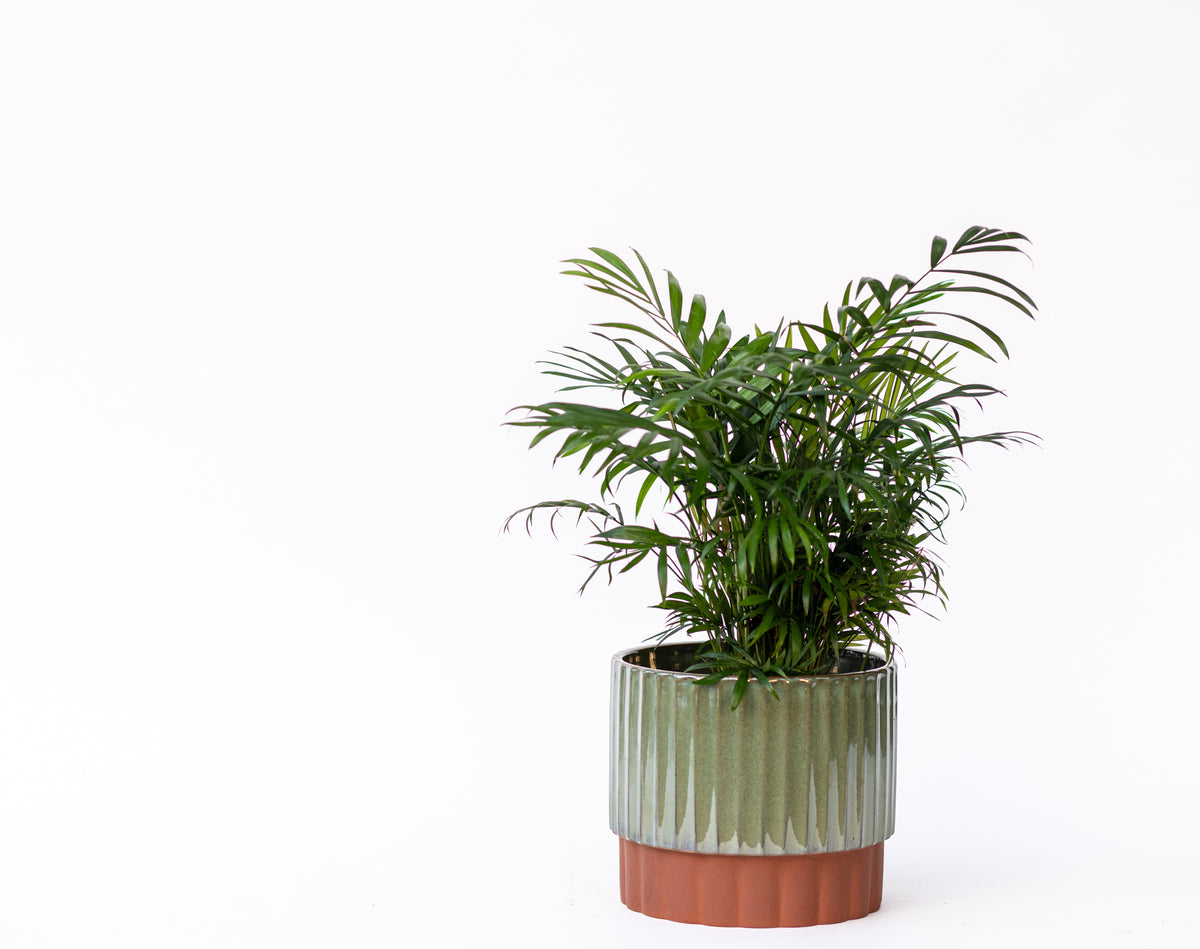 Palm