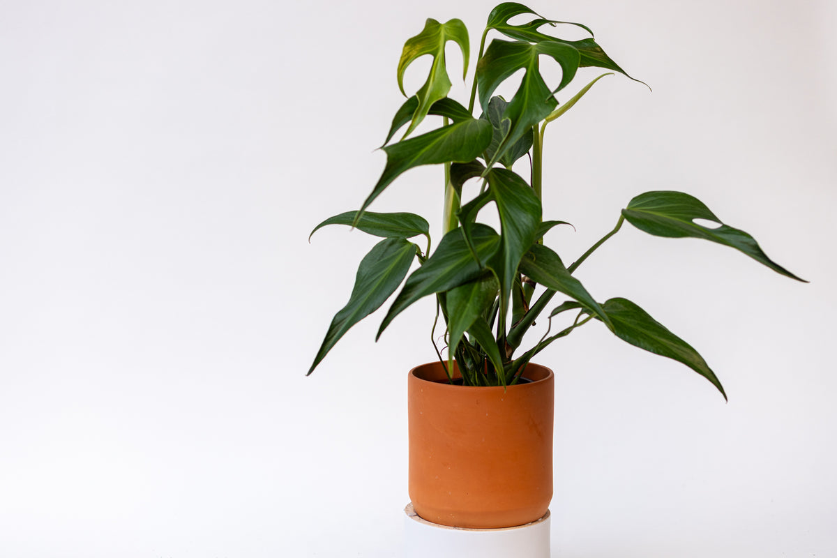 Monstera