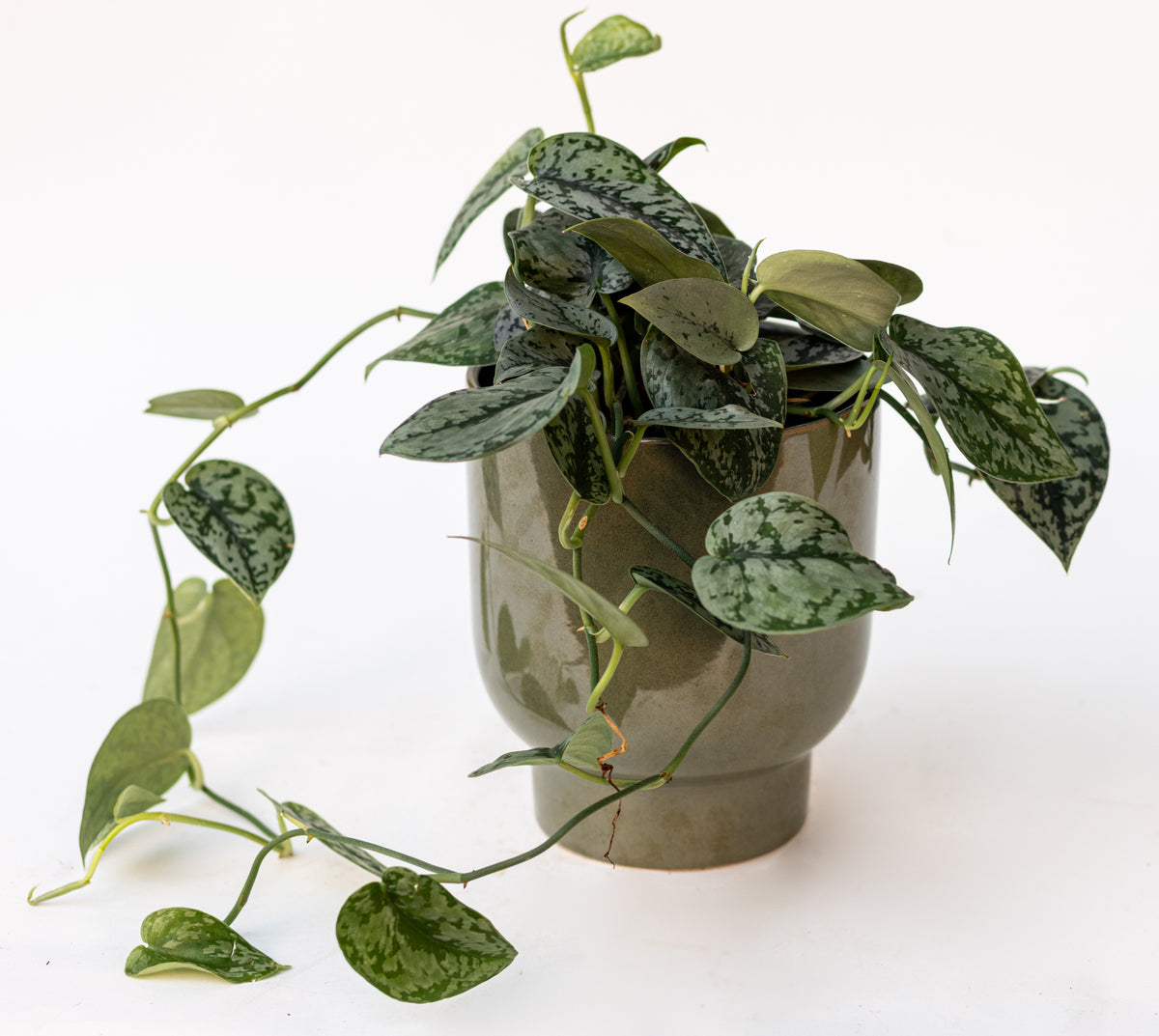 Scindapsus