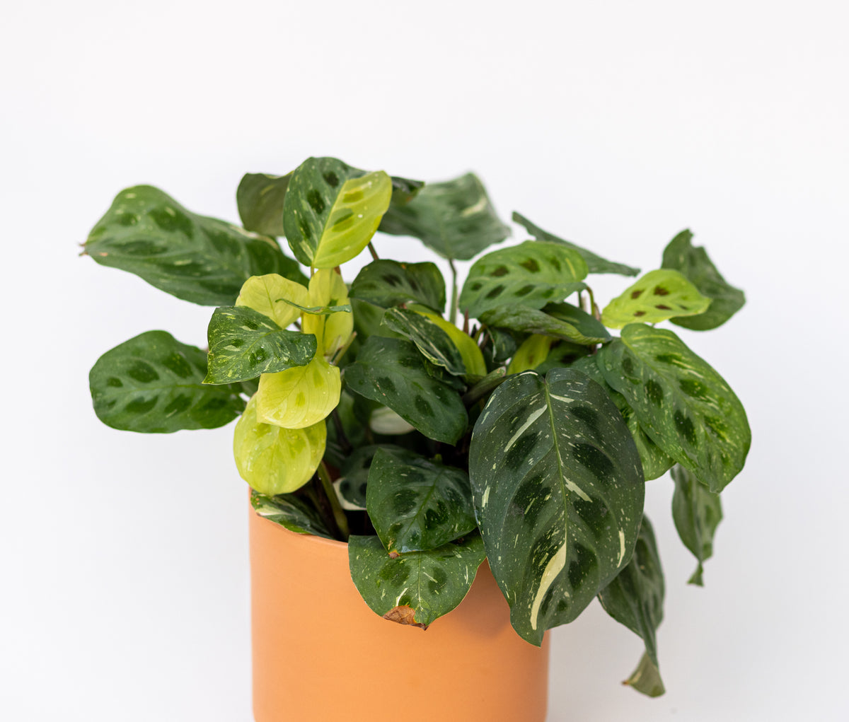 Maranta