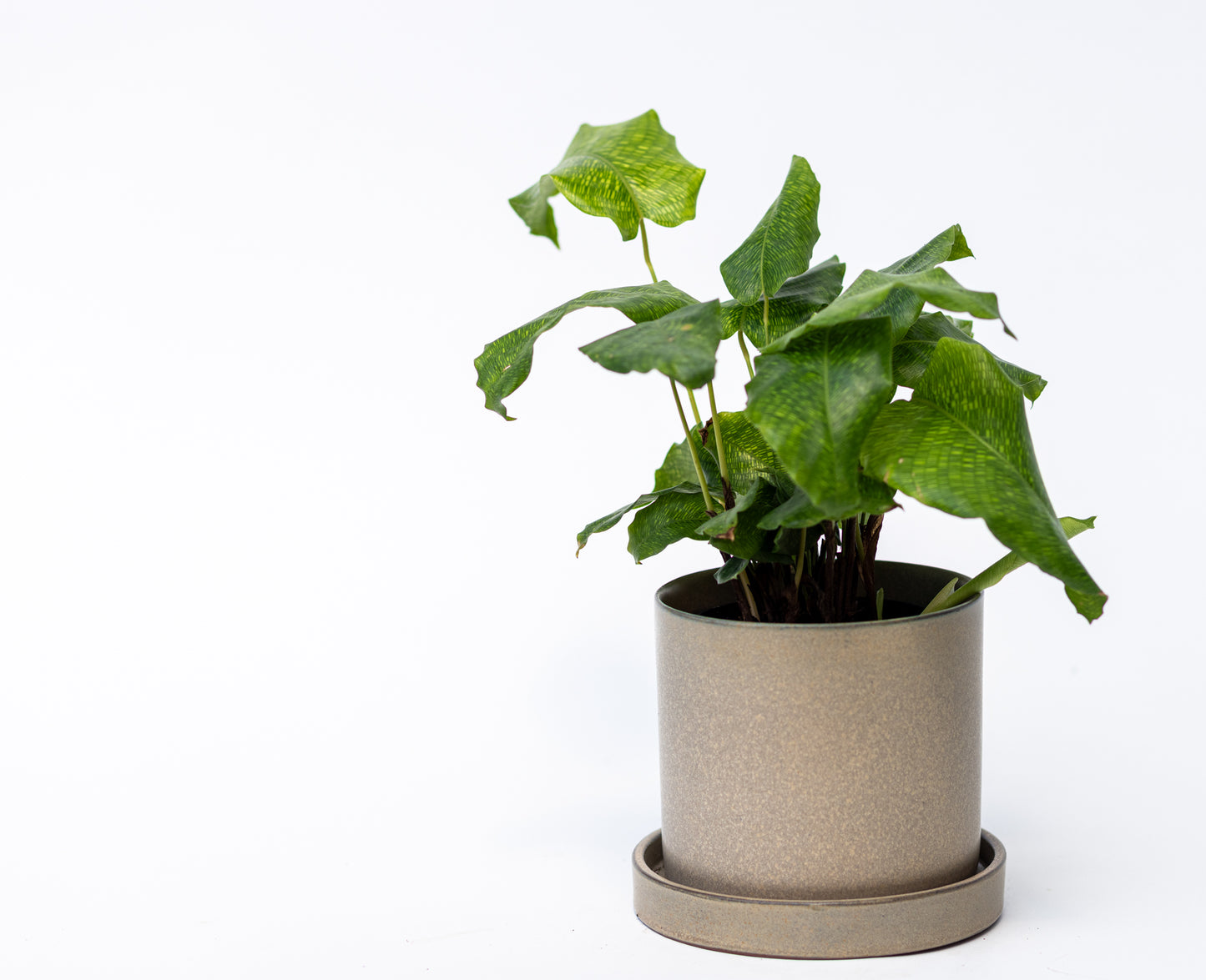 Calathea