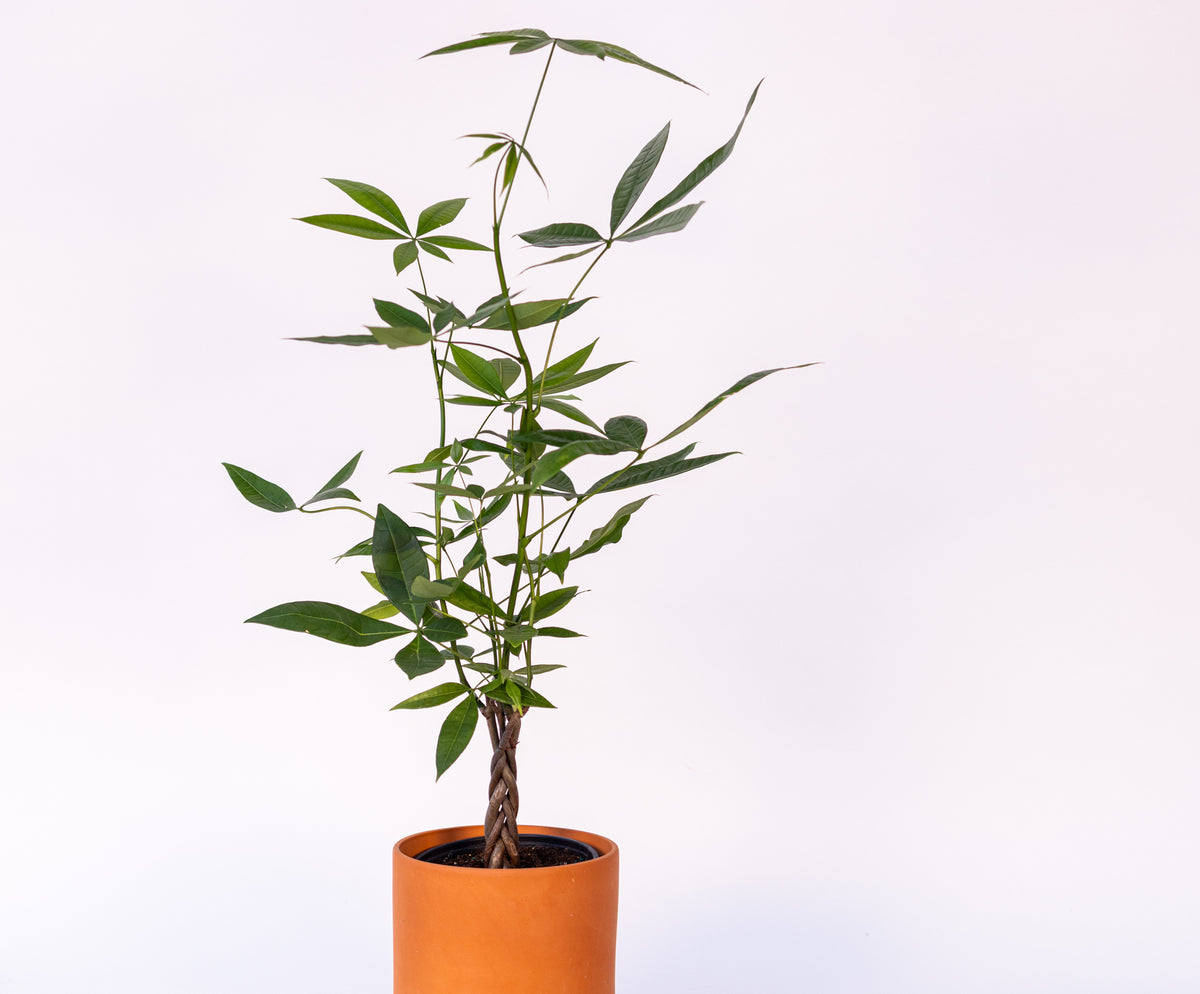 Pachira Aquatica "Money Tree"