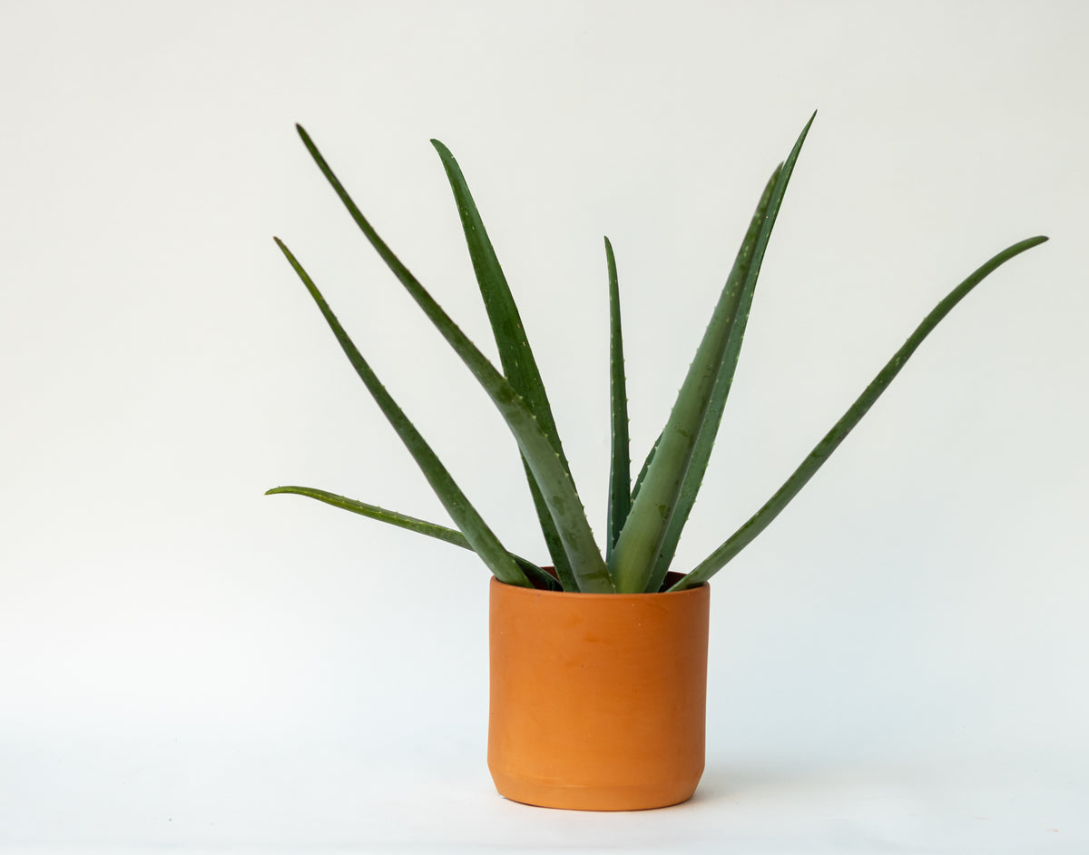Succulent