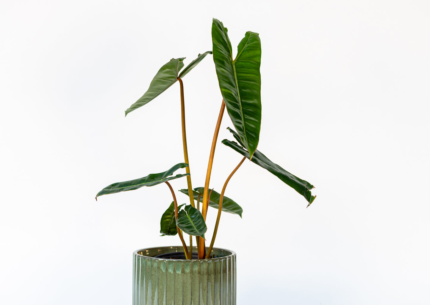 Philodendron