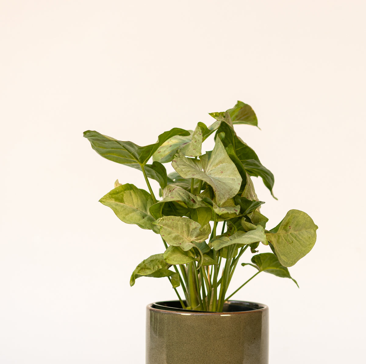Syngonium