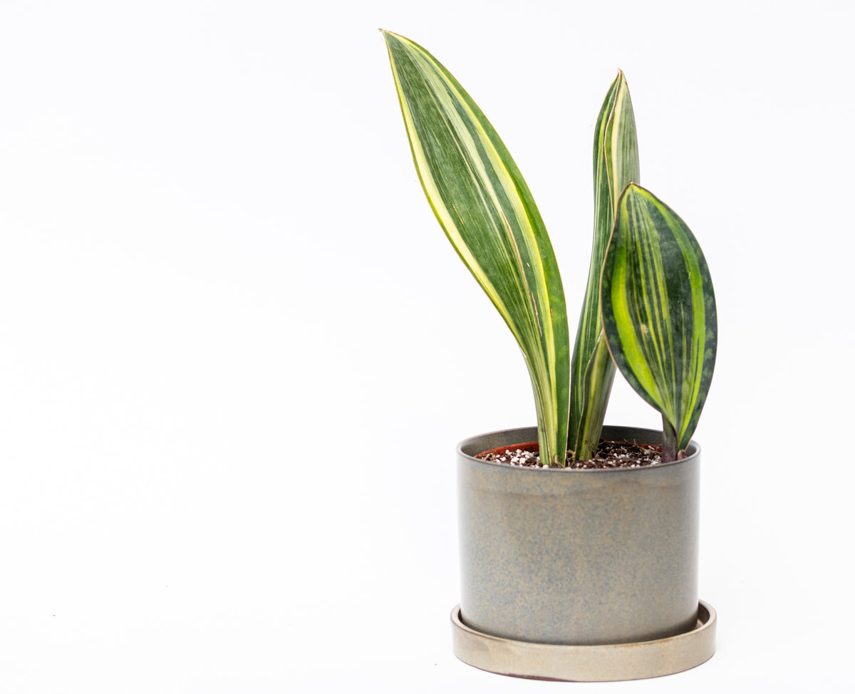 Sansevieria