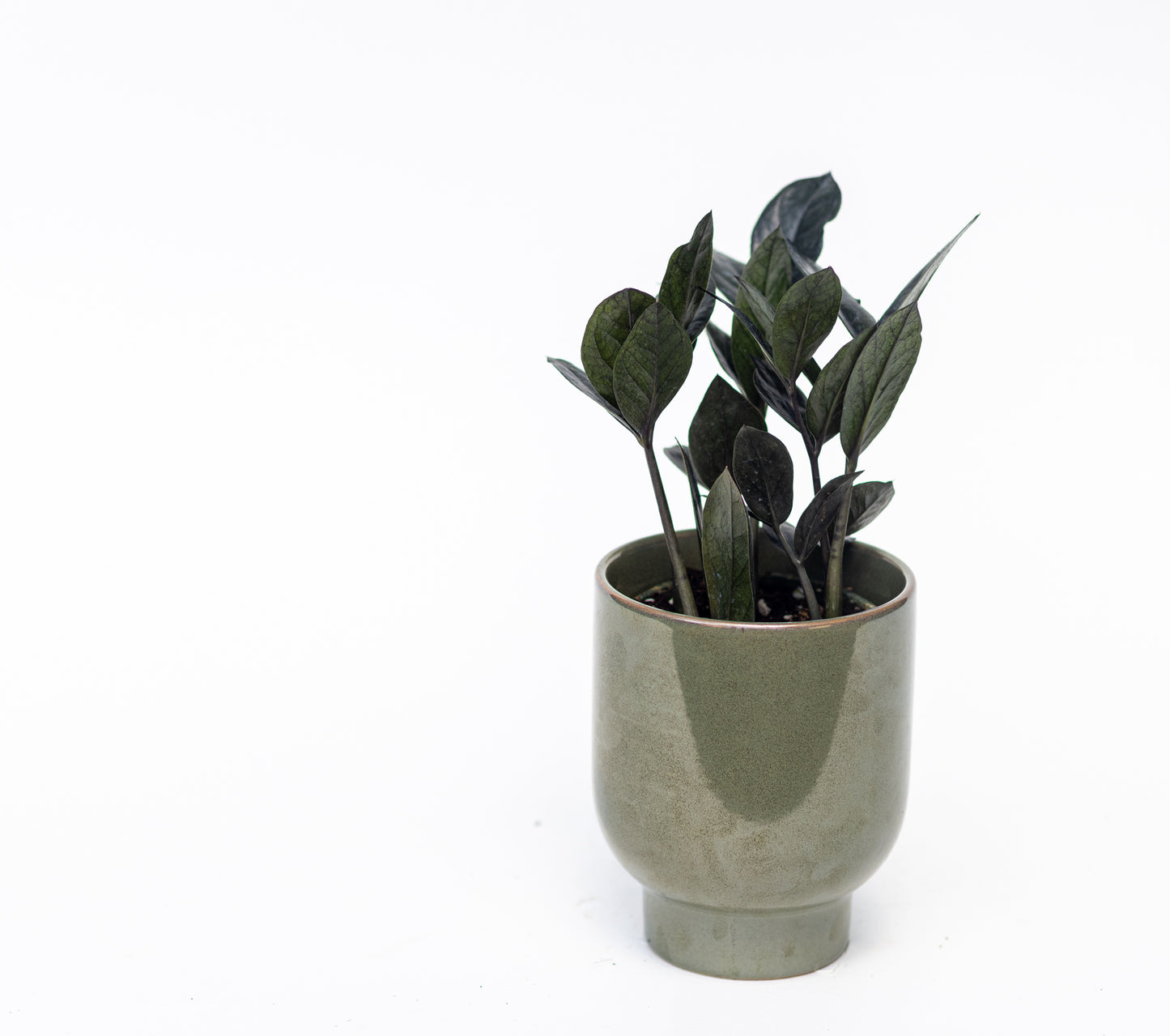 ZZ Plant