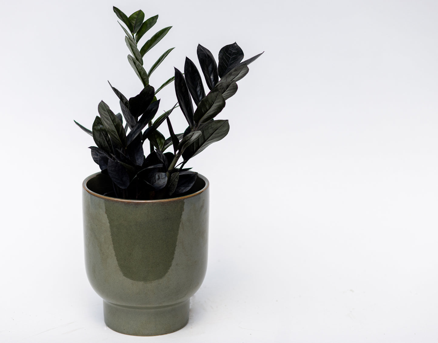 ZZ Plant