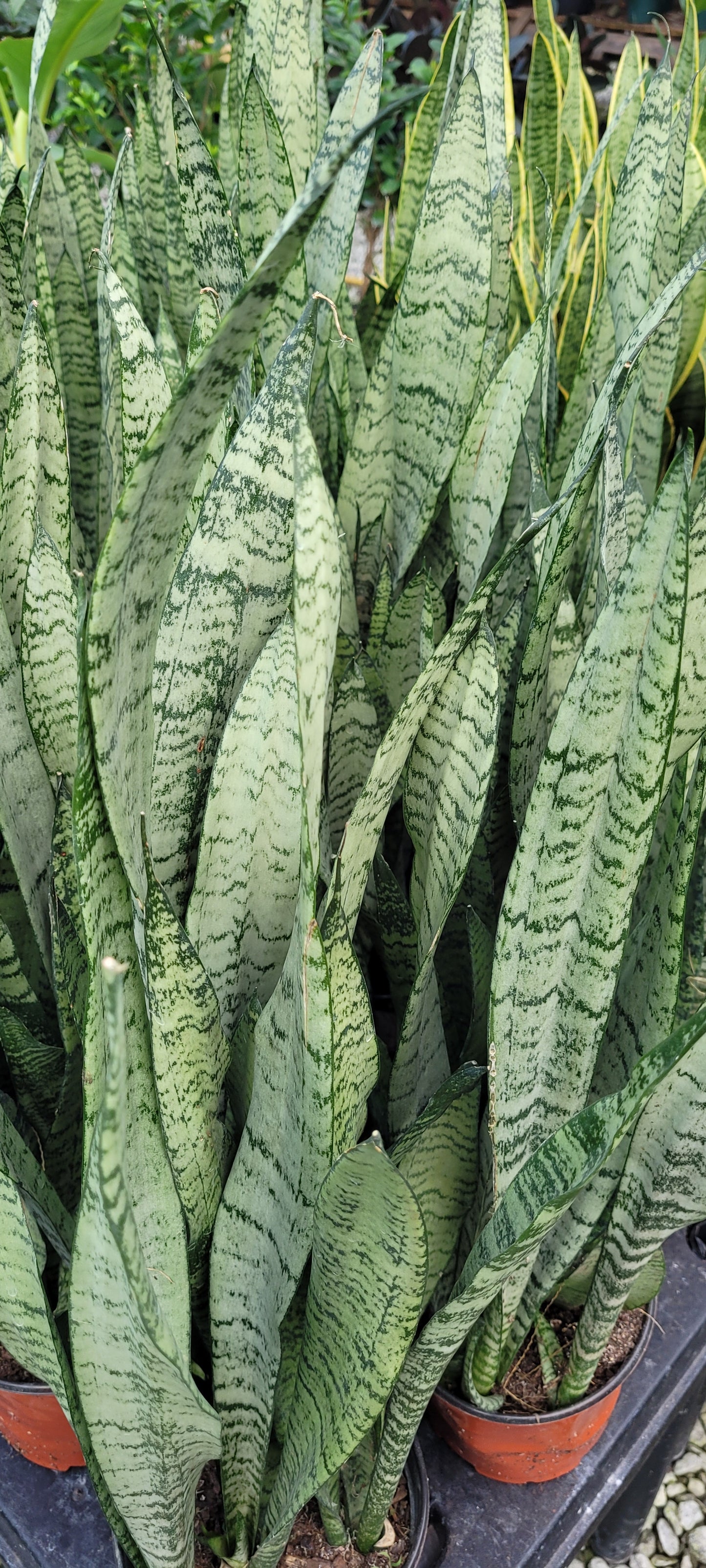 Sansevieria