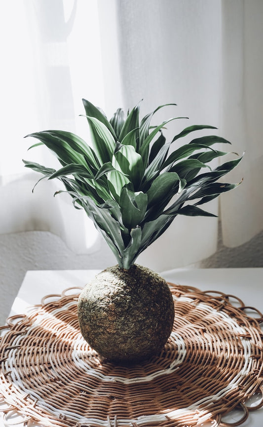 Kokedama Creation