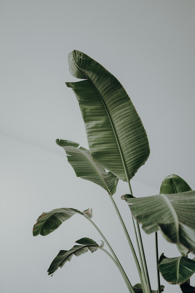 Plant Parenthood