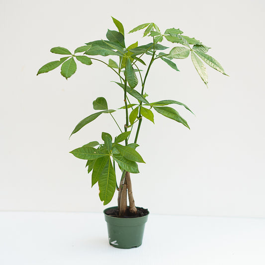 Pachira Aquatica "Money Tree"