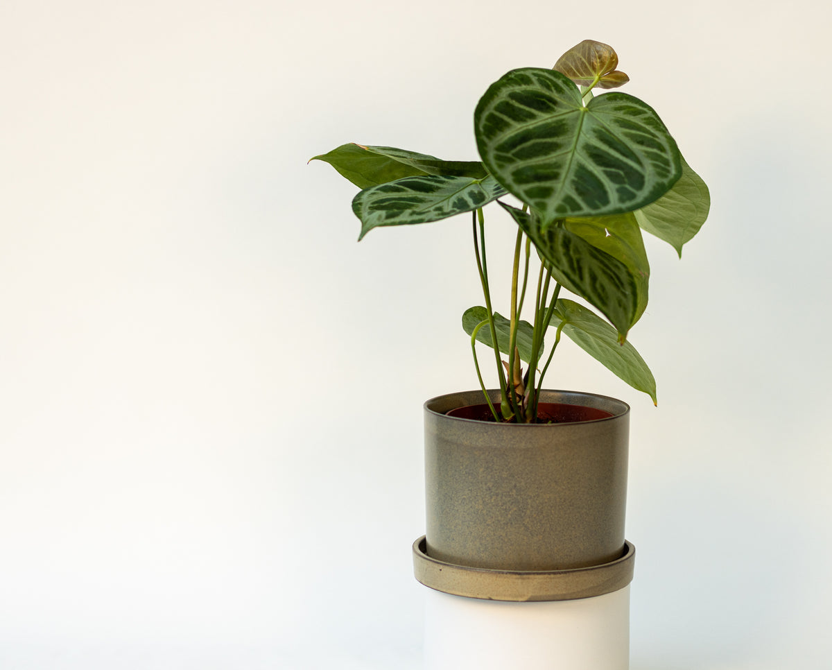 Anthurium