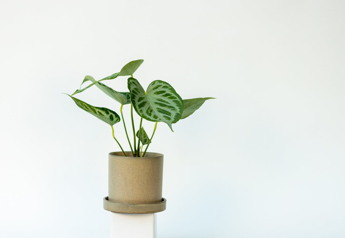 Anthurium