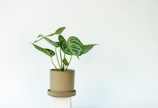 Anthurium