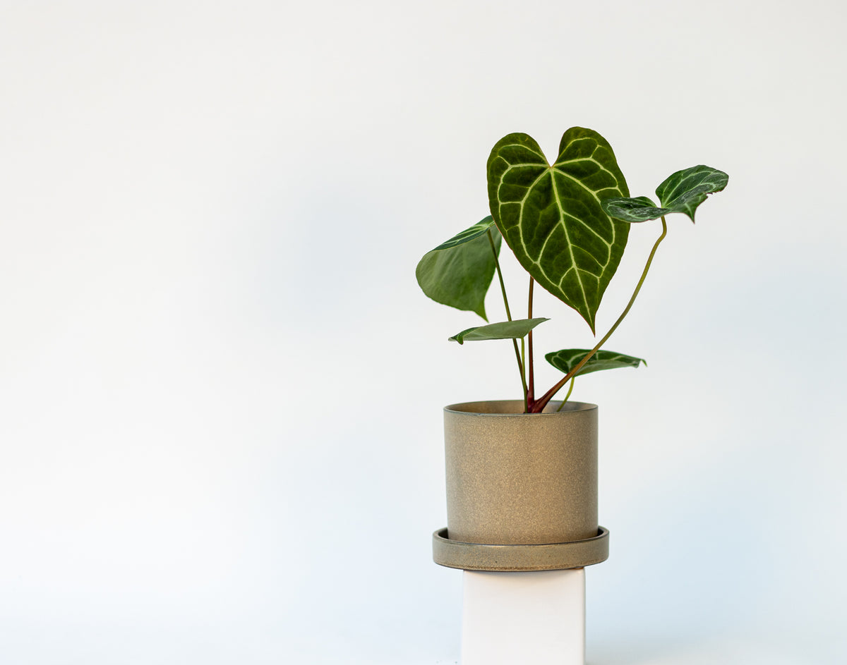 Anthurium