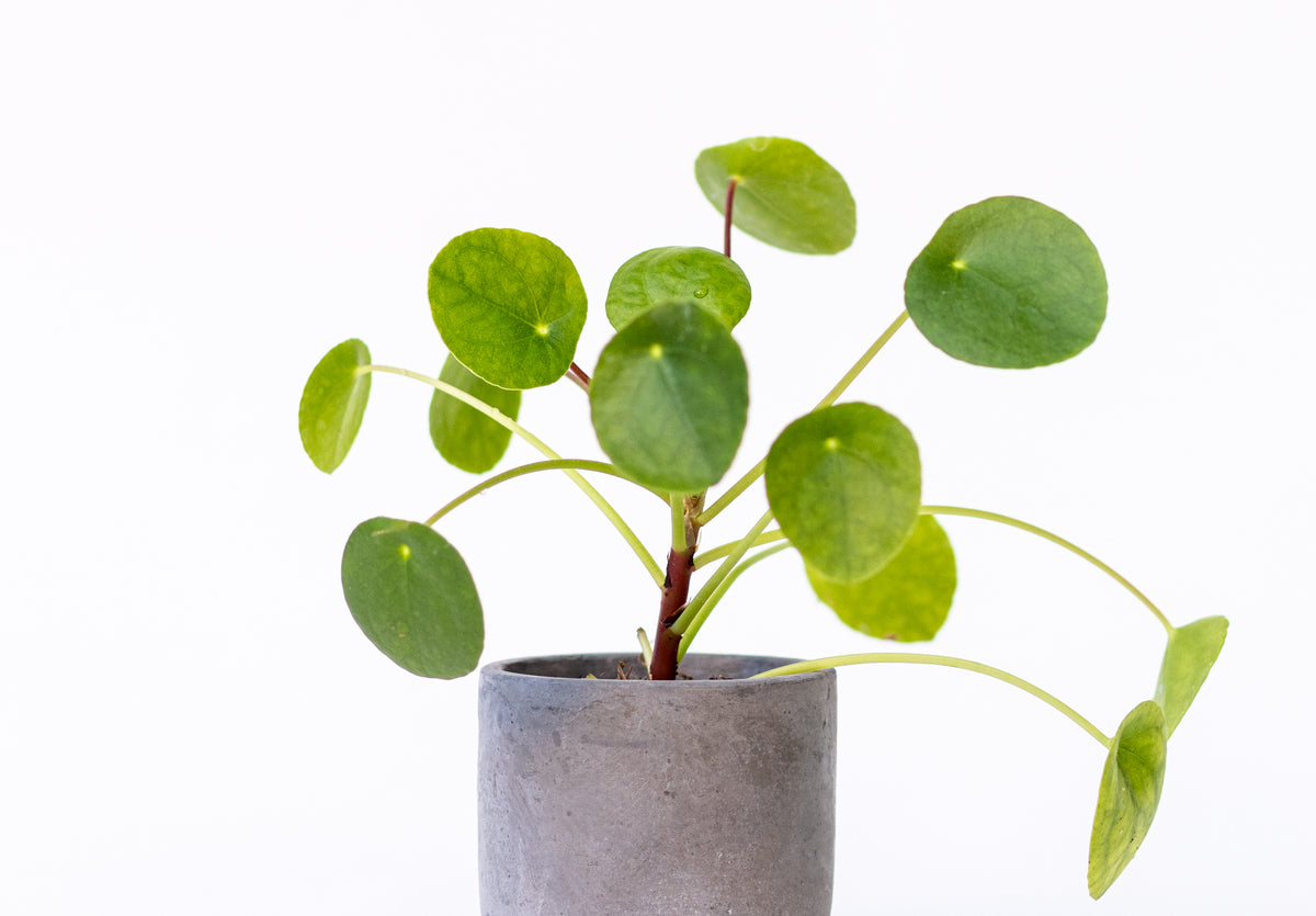 Pilea