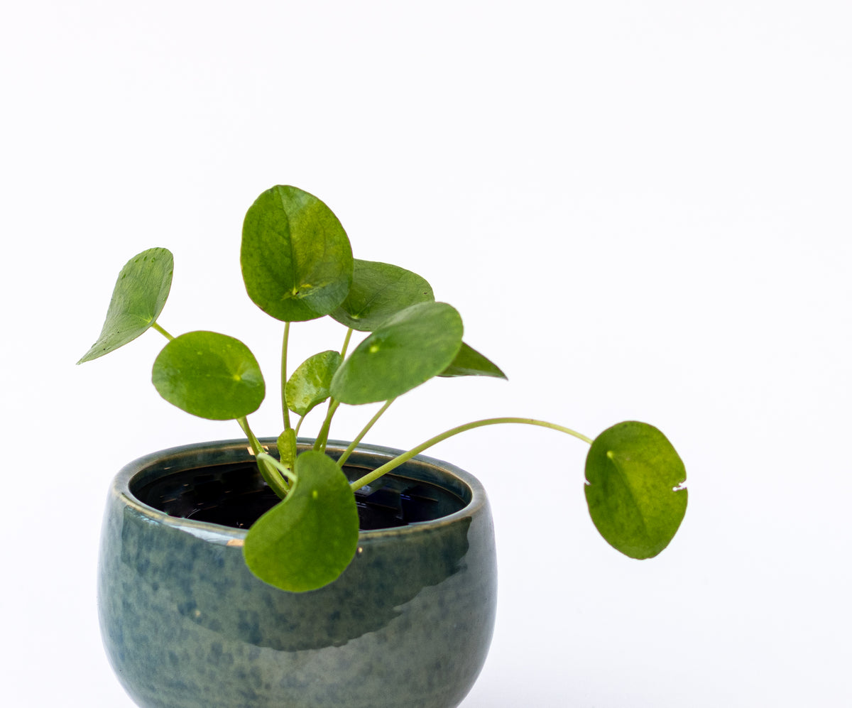 Pilea