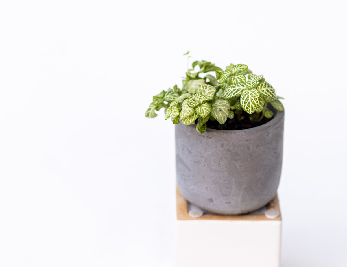 Fittonia