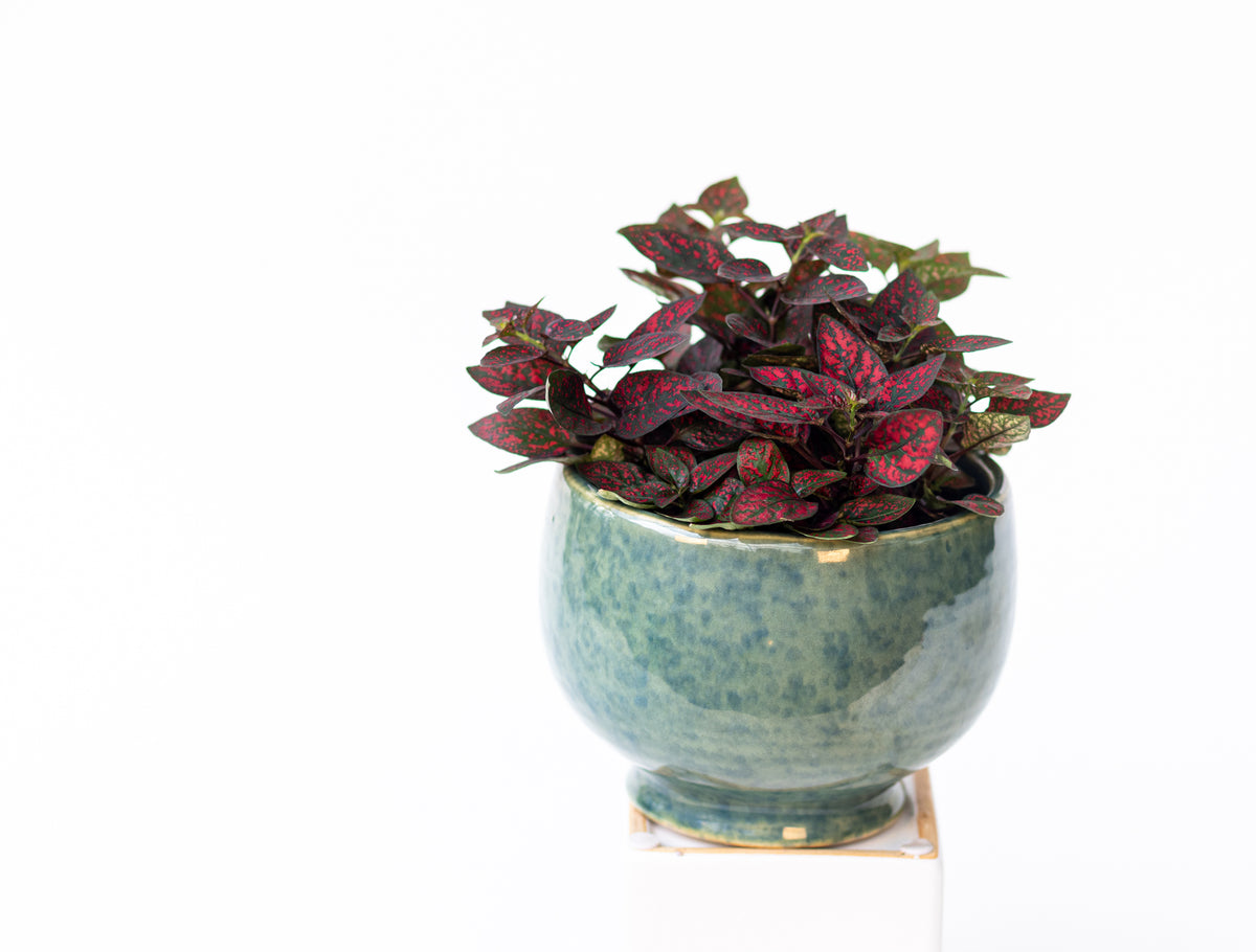 Fittonia