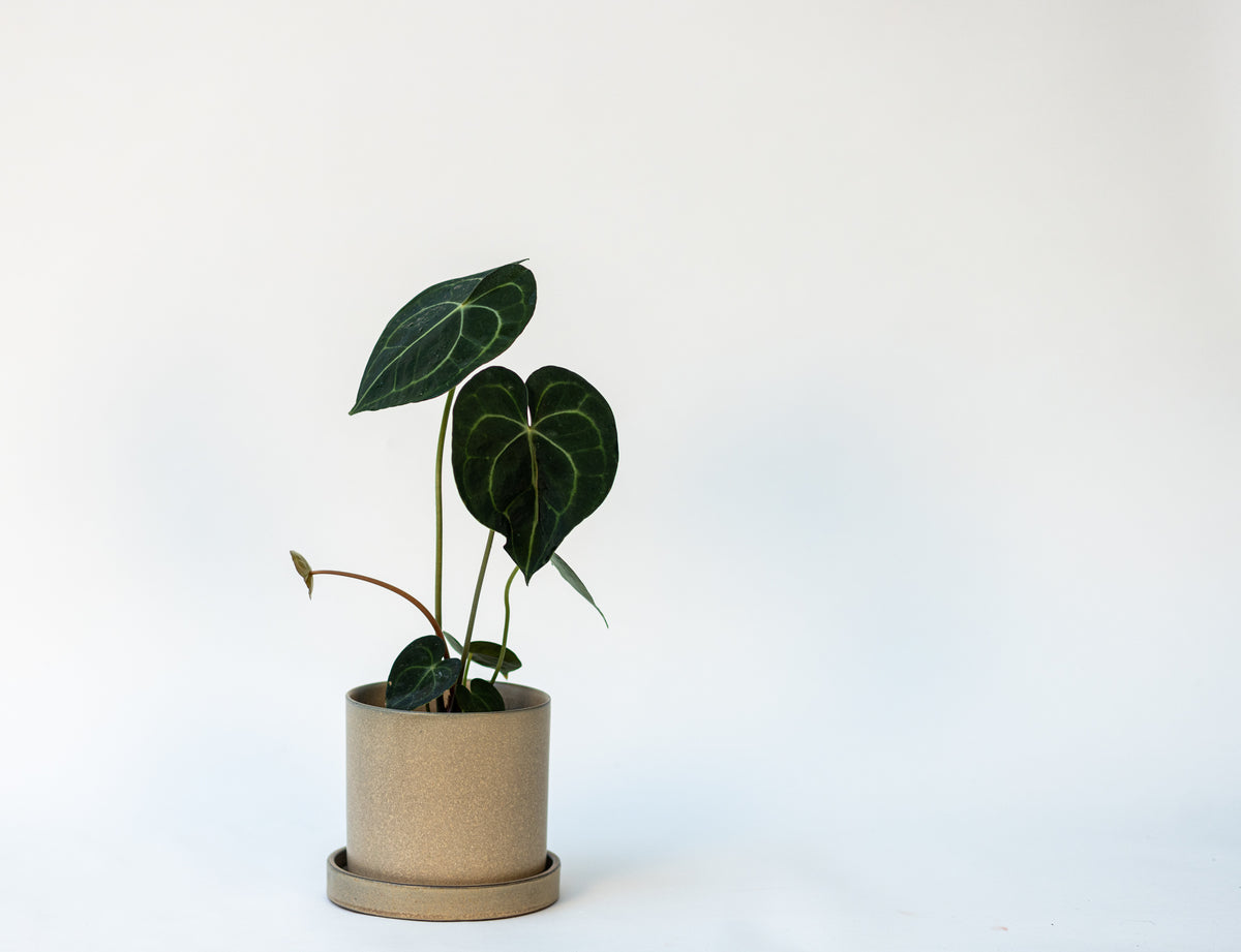 Anthurium