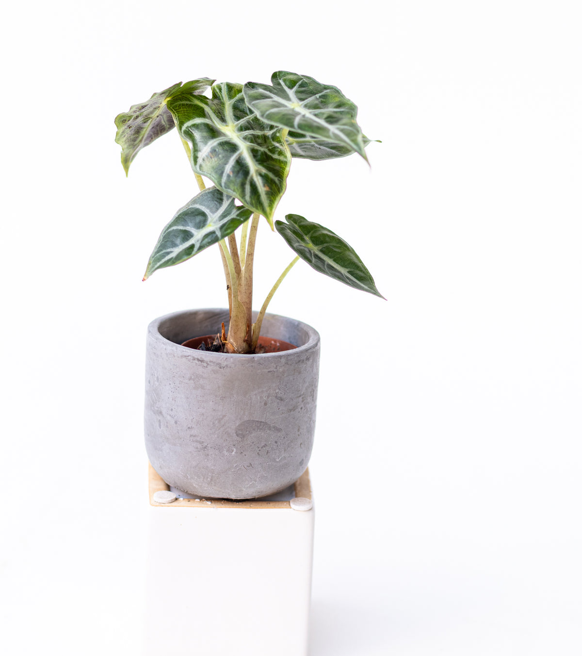 Alocasia