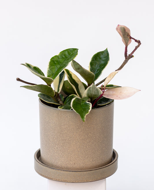 Hoya