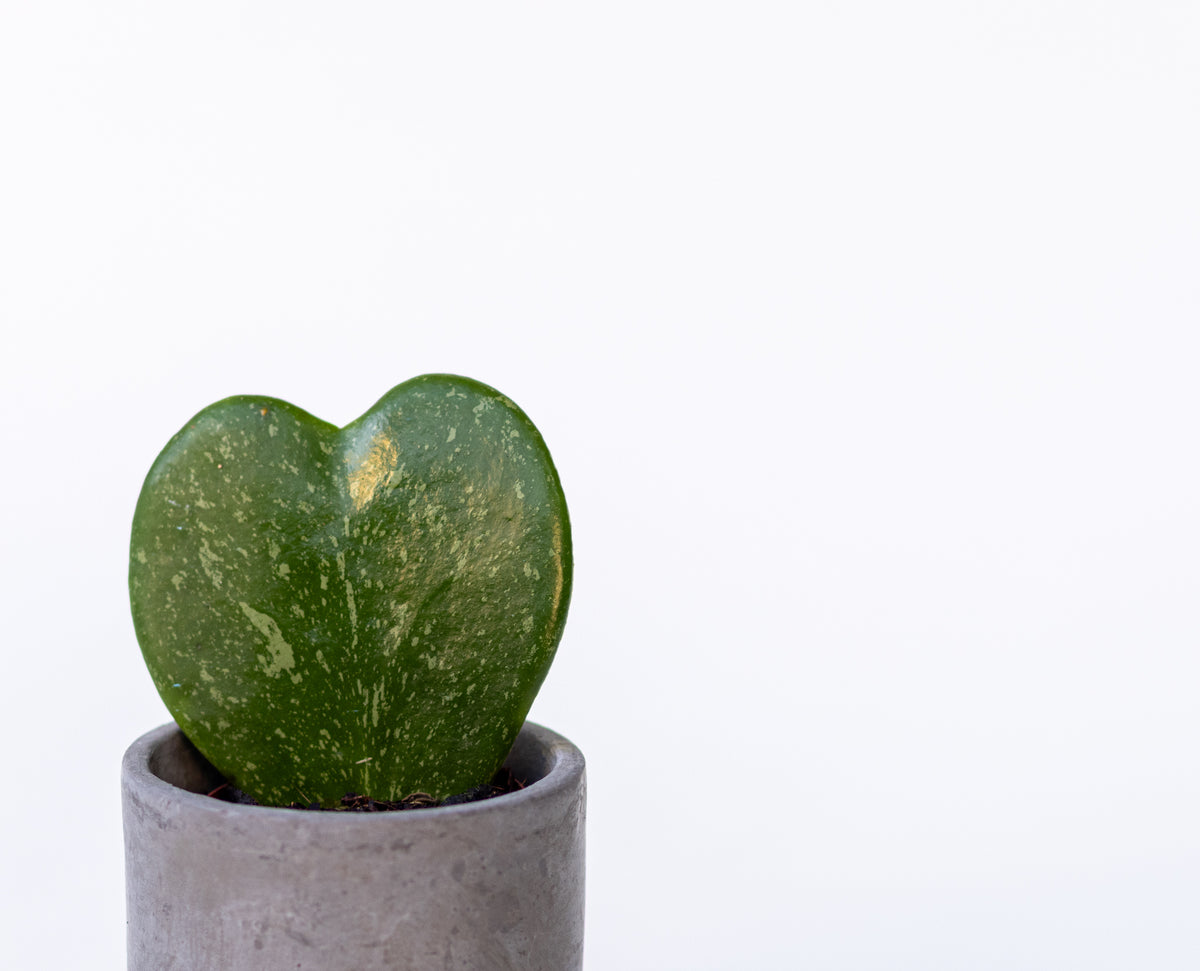 Hoya