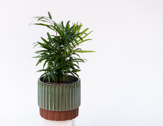 Palm