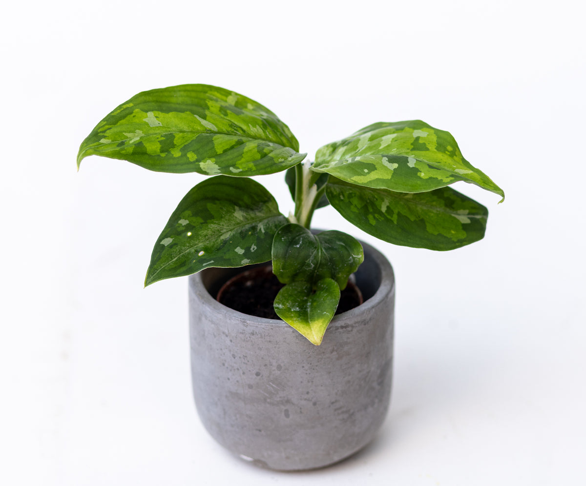 Aglaonema