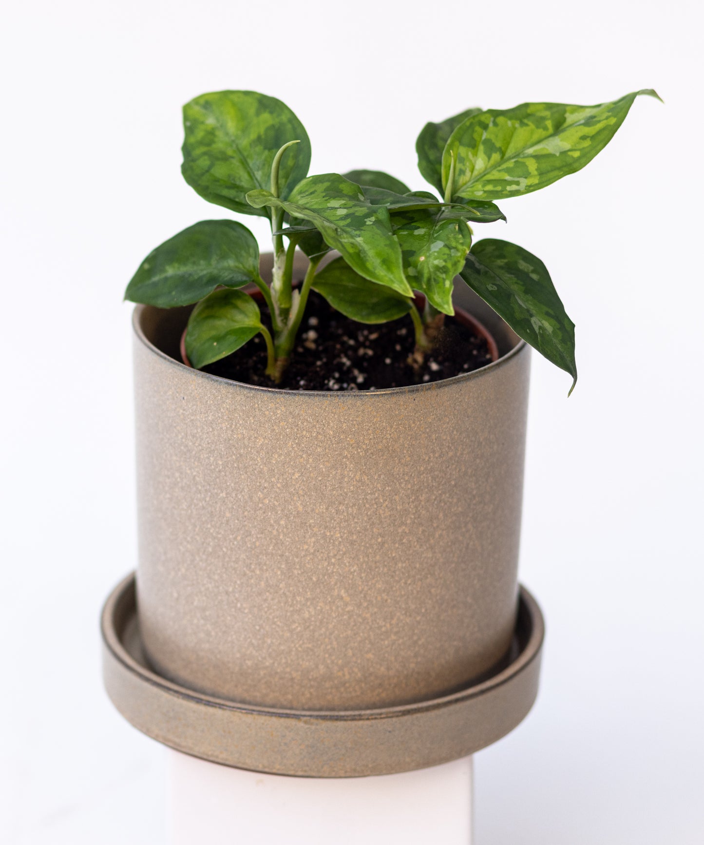 Aglaonema