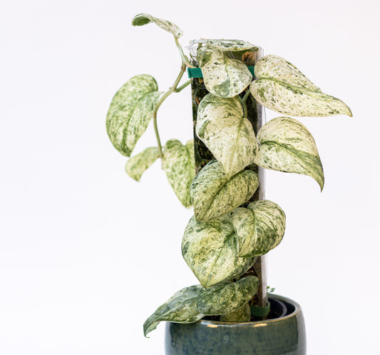 Scindapsus