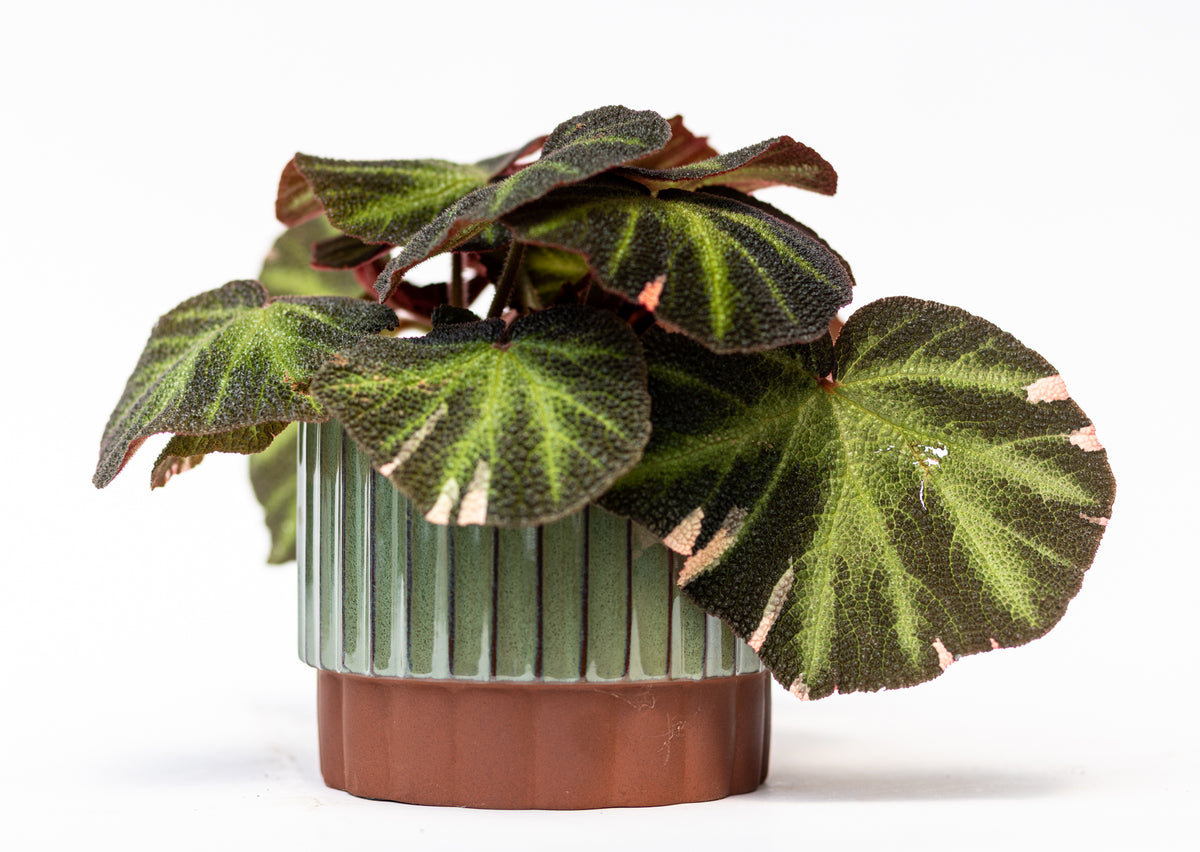 Begonia