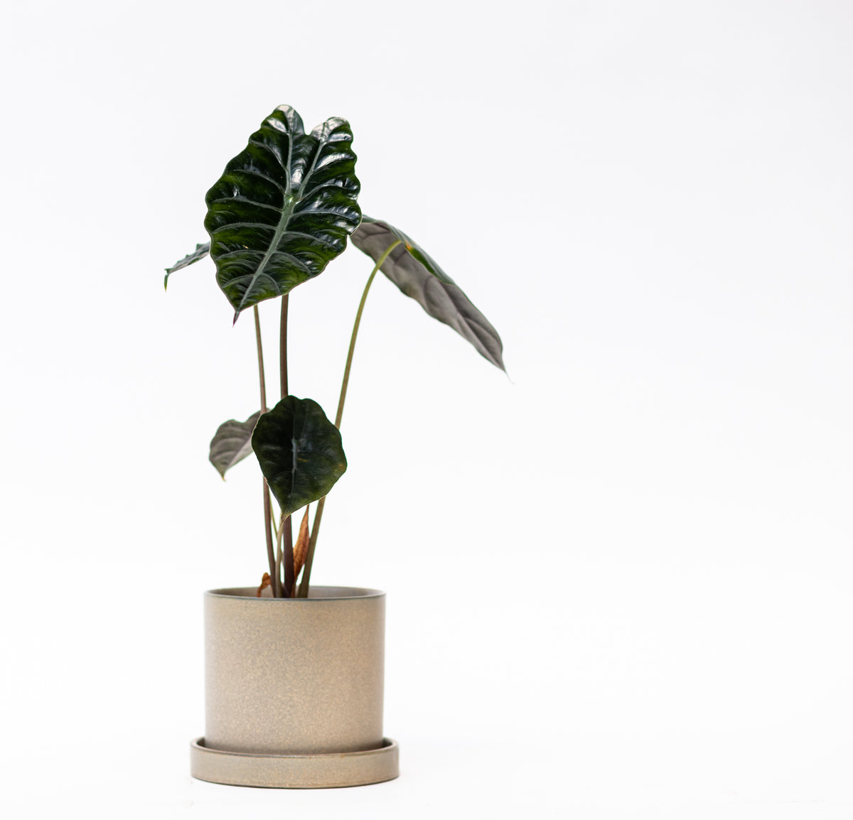 Alocasia