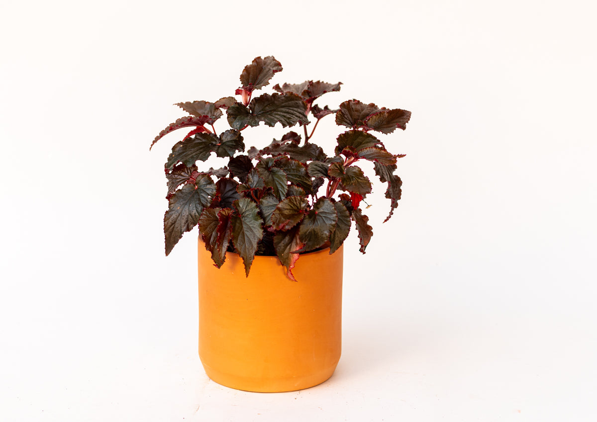 Begonia