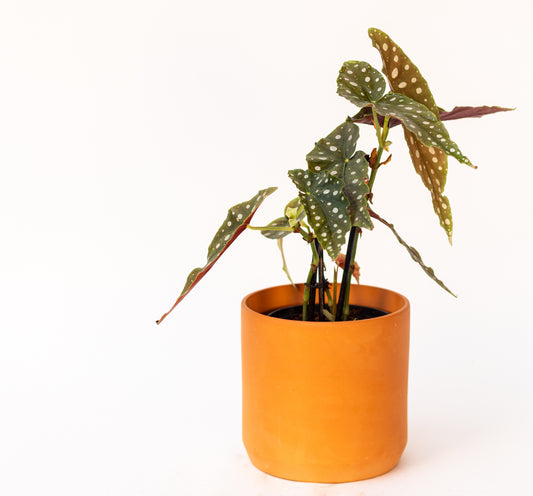 Begonia