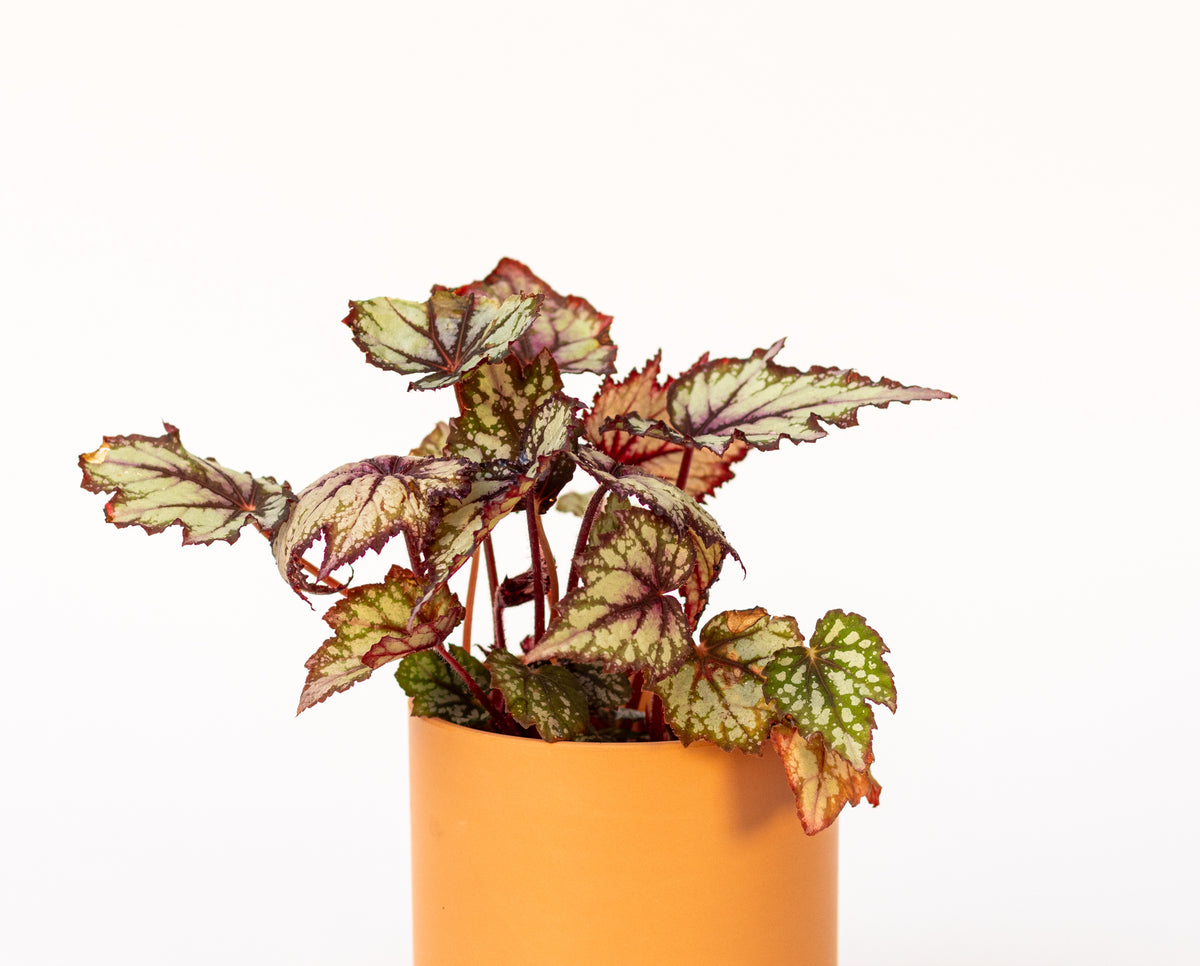 Begonia