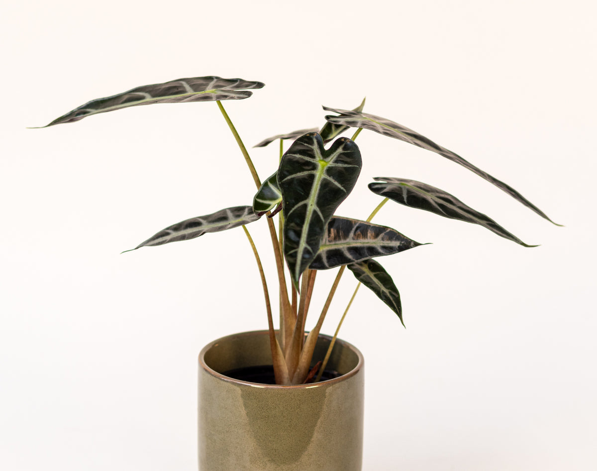 Alocasia