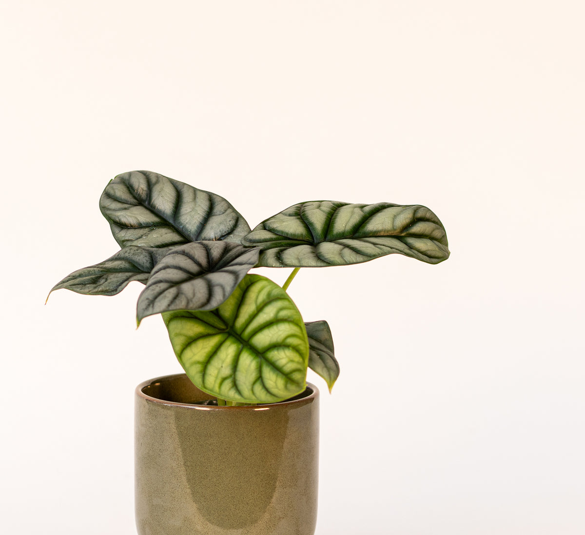 Alocasia