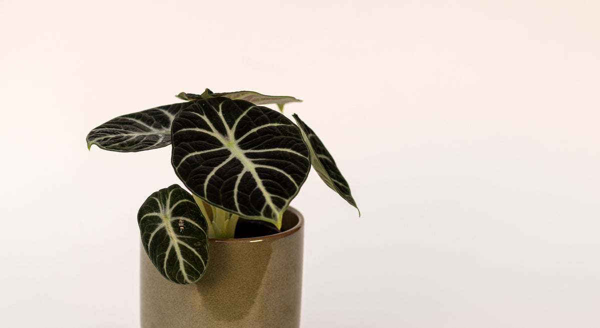 Alocasia