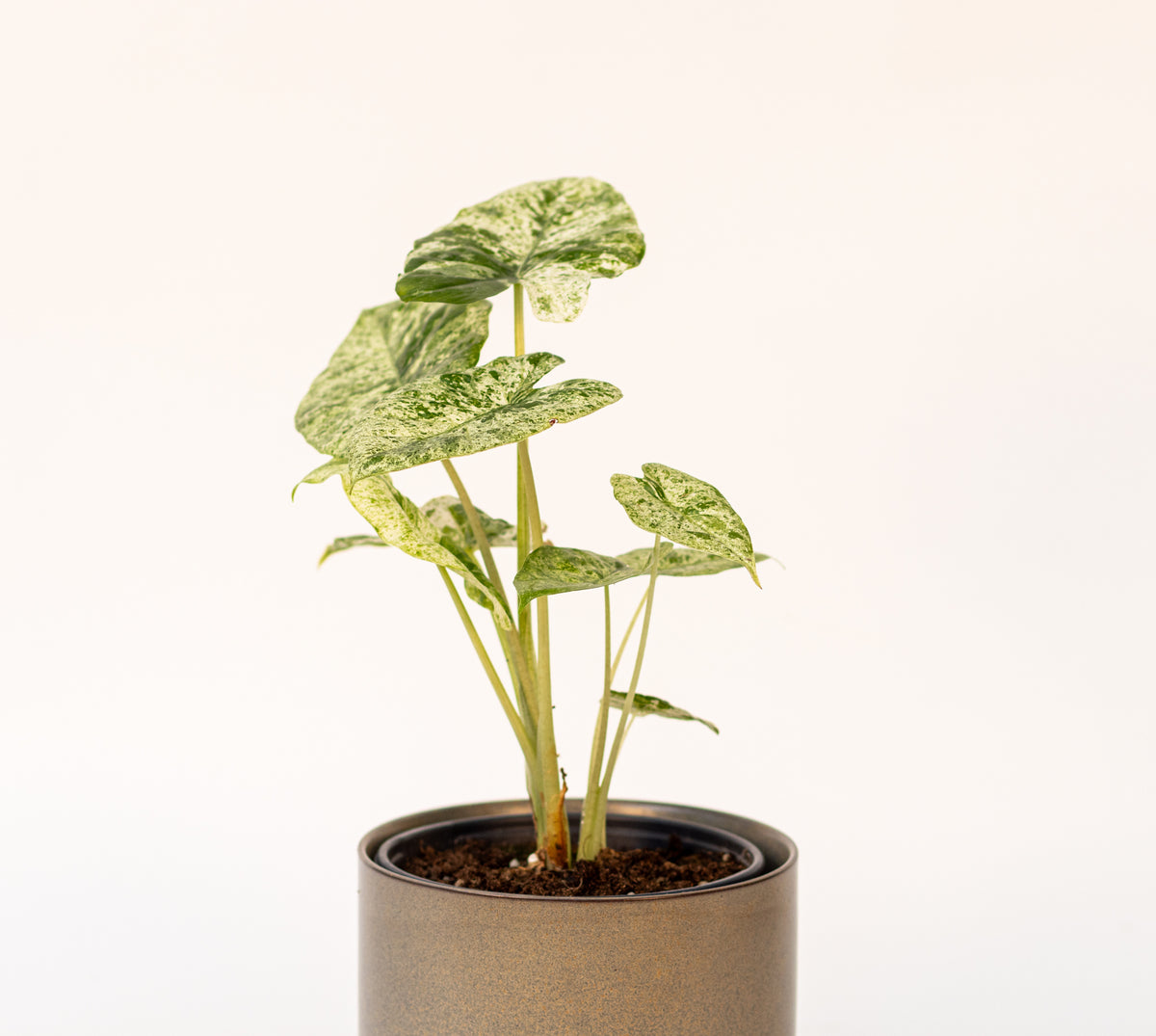 Alocasia