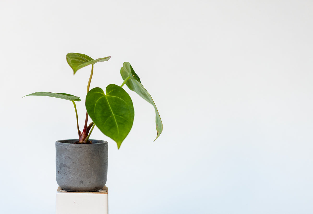 Anthurium