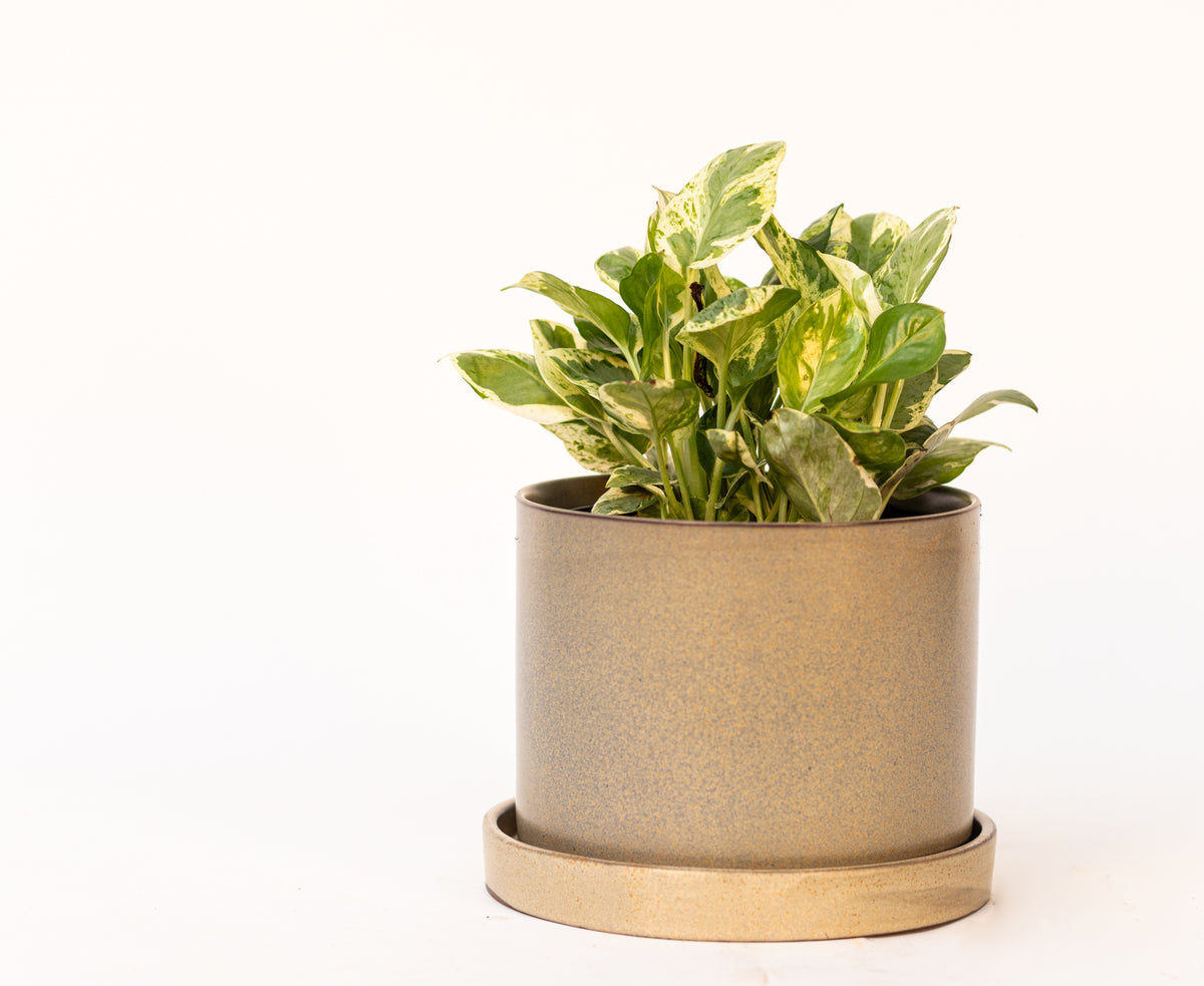 Pothos