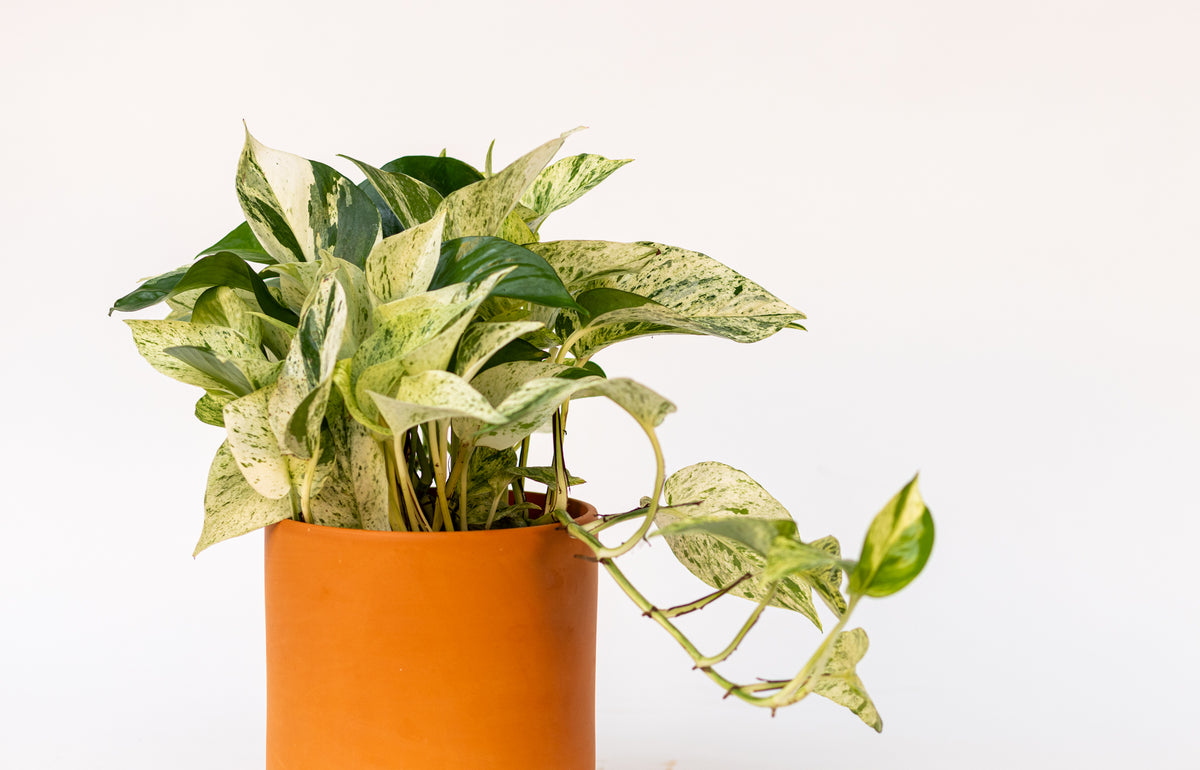 Pothos