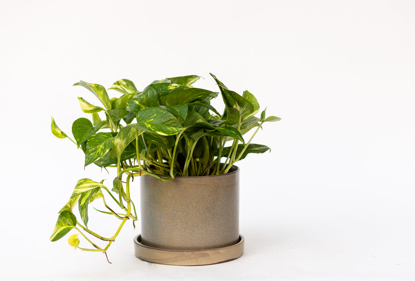 Pothos