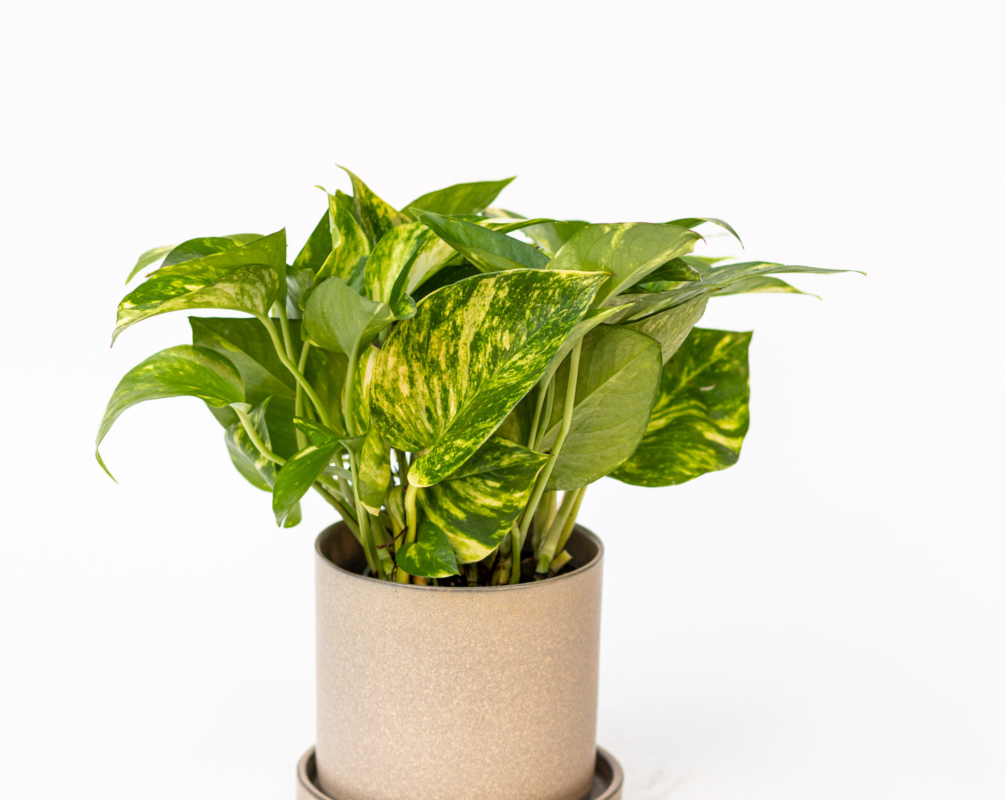 Pothos
