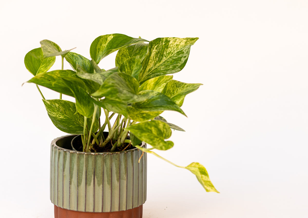 Pothos