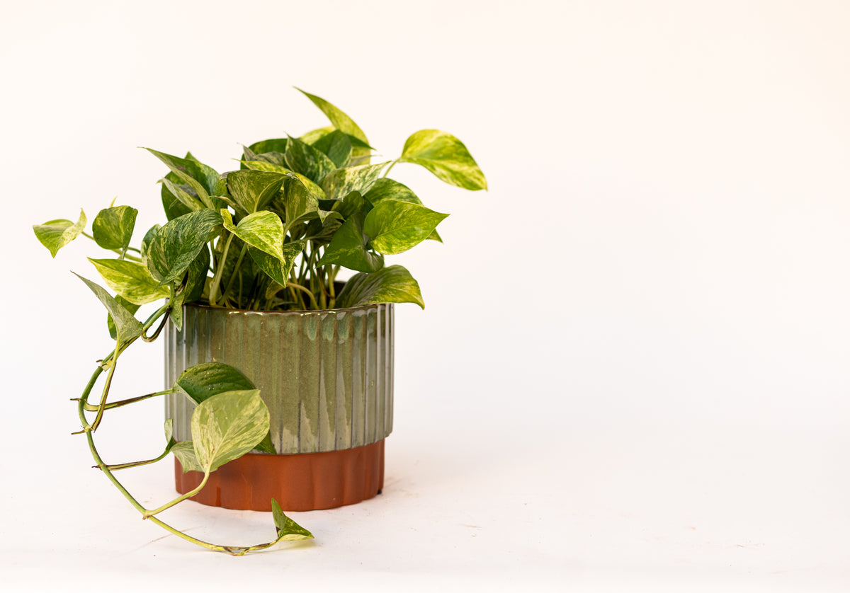 Pothos